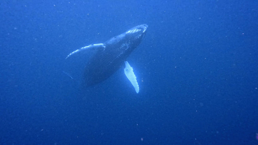 Playful Humpback